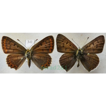 Lycaena tityrus (Poda, 1761) pair Czerwończyk uroczek Czech34l